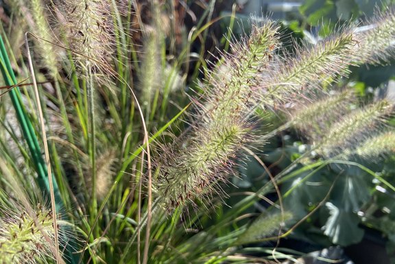 Pennisetum