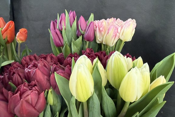 Frühjahrsblüher Malanser Tulpen Frühjahrsblüher Malanser Tulpen