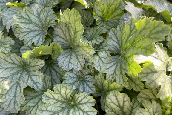 Heuchera