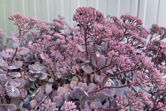 Sedum