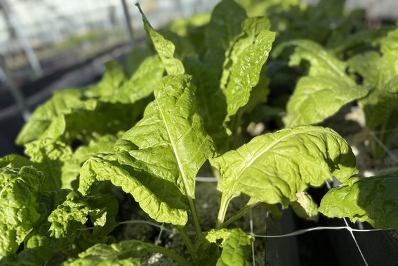 frische Mangoldblätter frische Mangoldblätter