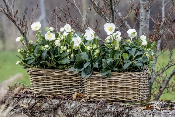 Christrose - Helleborus niger  