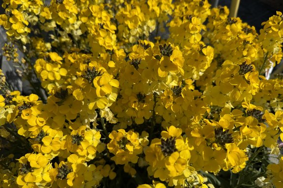 Erysium duftende Blüten Erysium duftende Blüten